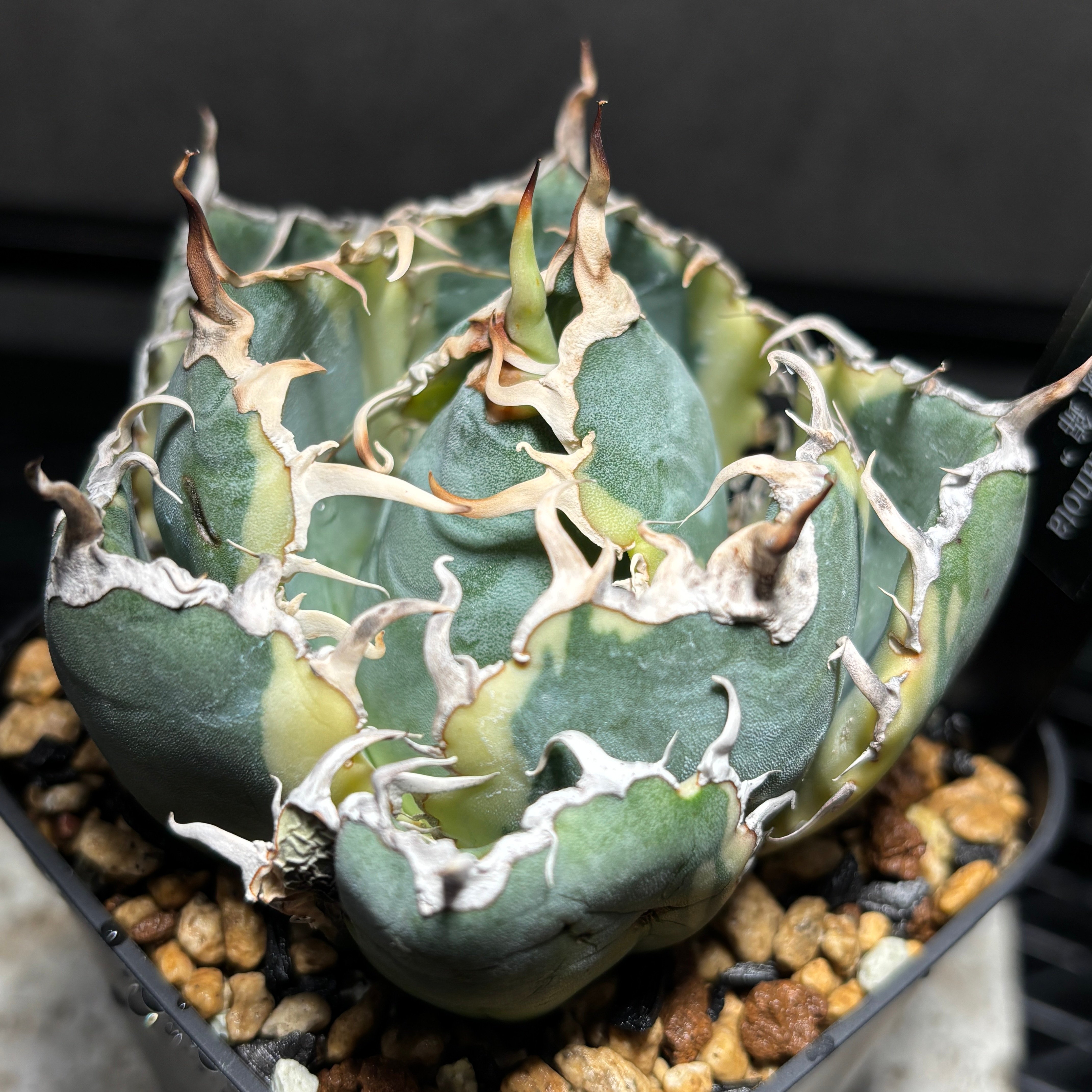 K68C287】【 白鯨錦 】※発根管理株 | PLANET ROCK PLANTS