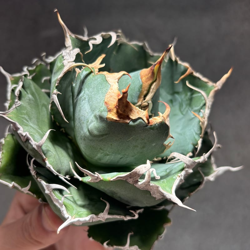 K68C030】【 白鯨 】※未発根株 | PLANET ROCK PLANTS