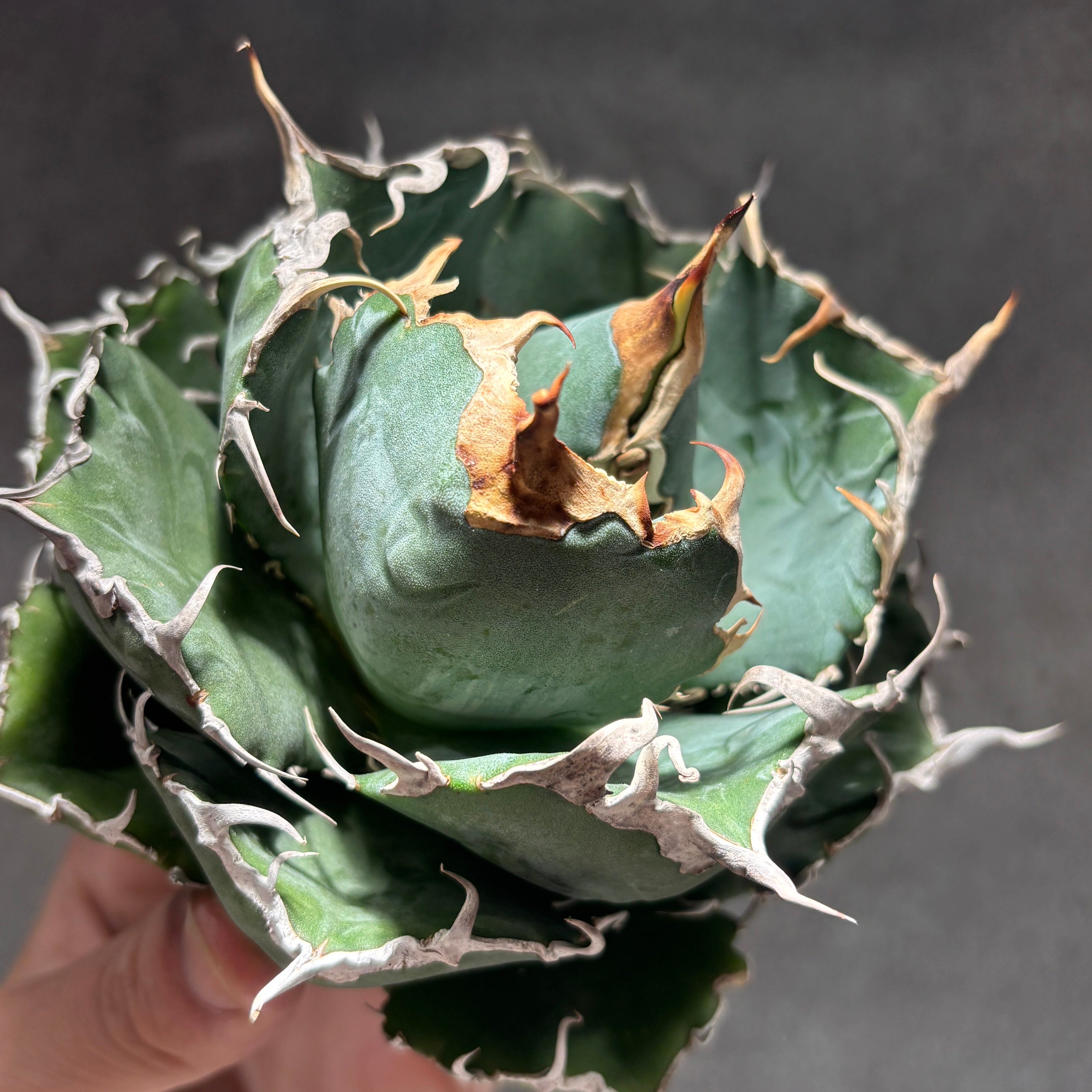 K68C030】【 白鯨 】※未発根株 | PLANET ROCK PLANTS