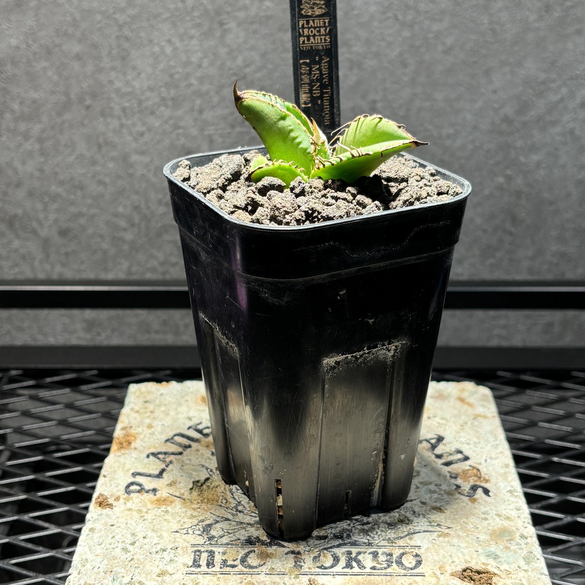 K1815】【MS-NB】子株 ※発根済み | PLANET ROCK PLANTS