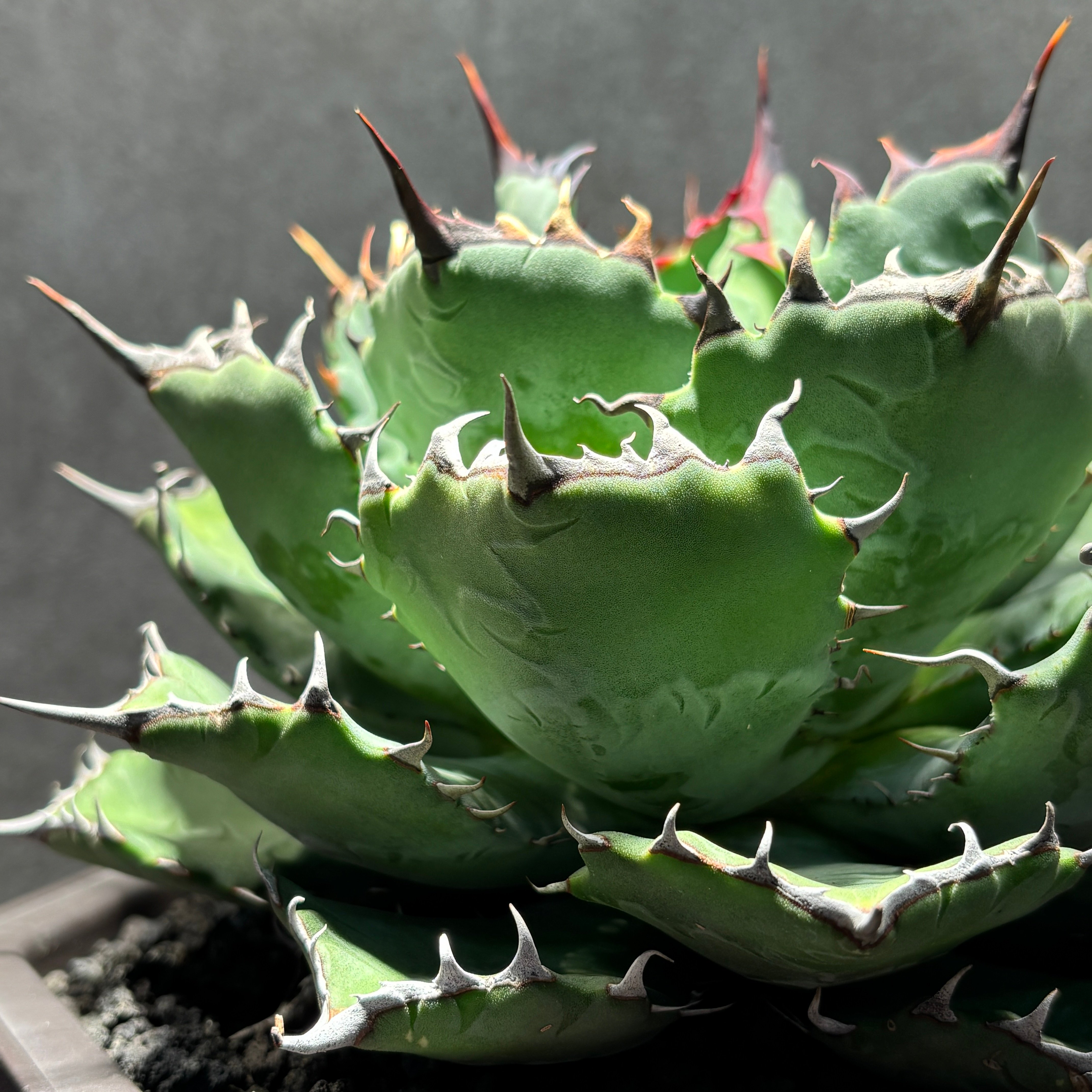 Titanota × ConfederateRose 子株　② K2001】【 Titanota × Confederate rose 】子株 ※発根済み