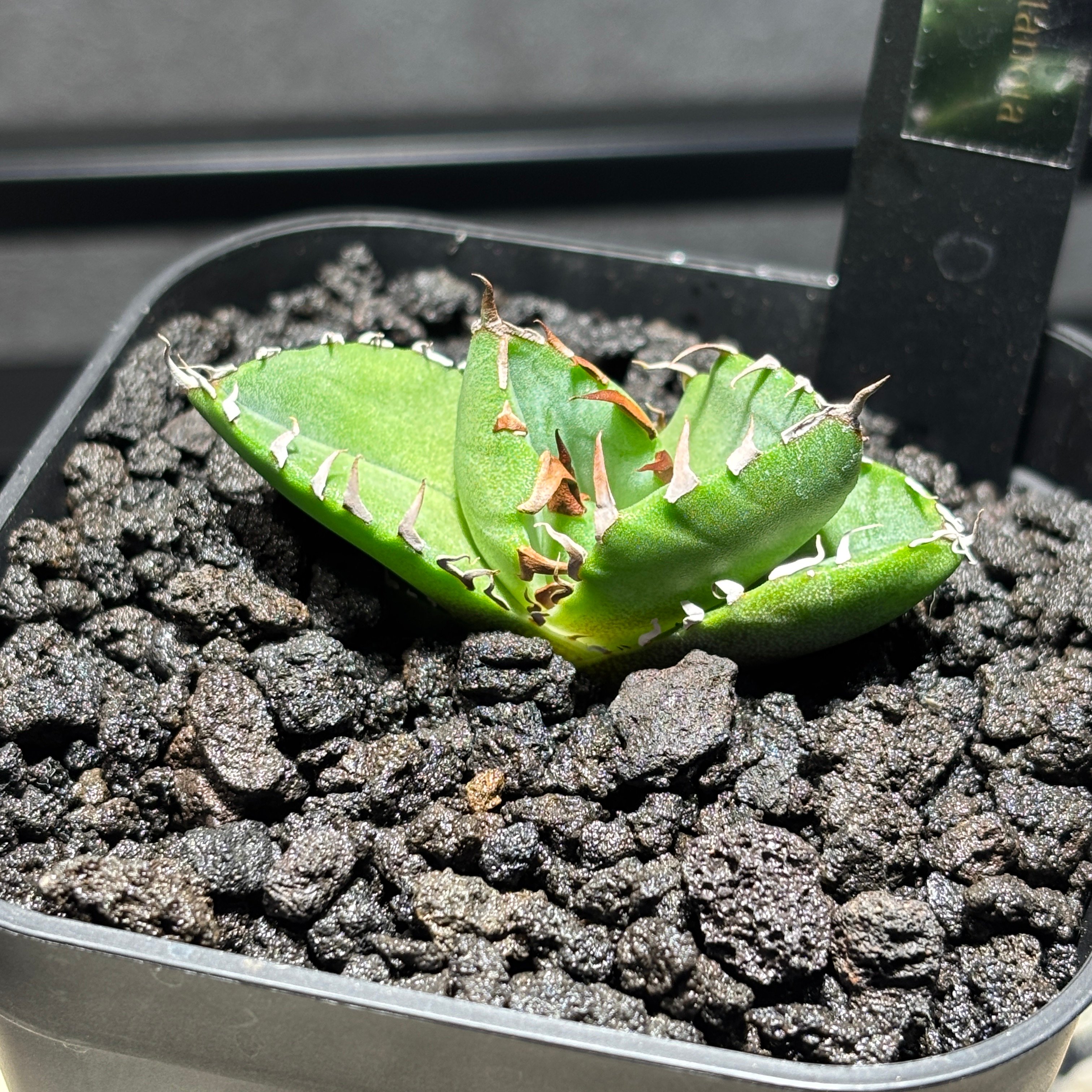 K2382】【 AXE 】子株 ※発根済み | PLANET ROCK PLANTS