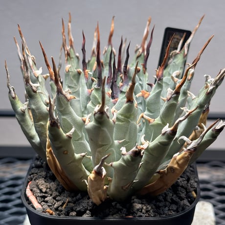 PLANET ROCK PLANTS