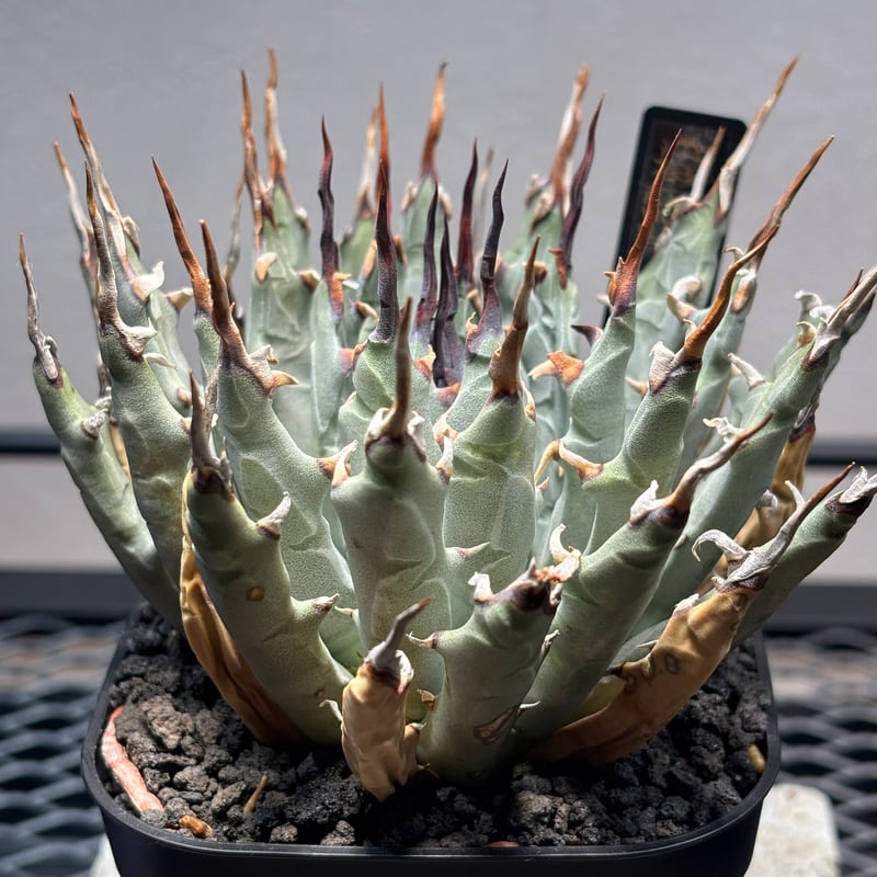 O66E55】【Utahensis var. Eborispina】※発根済み株 | PLA