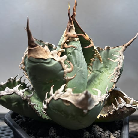 PLANET ROCK PLANTS
