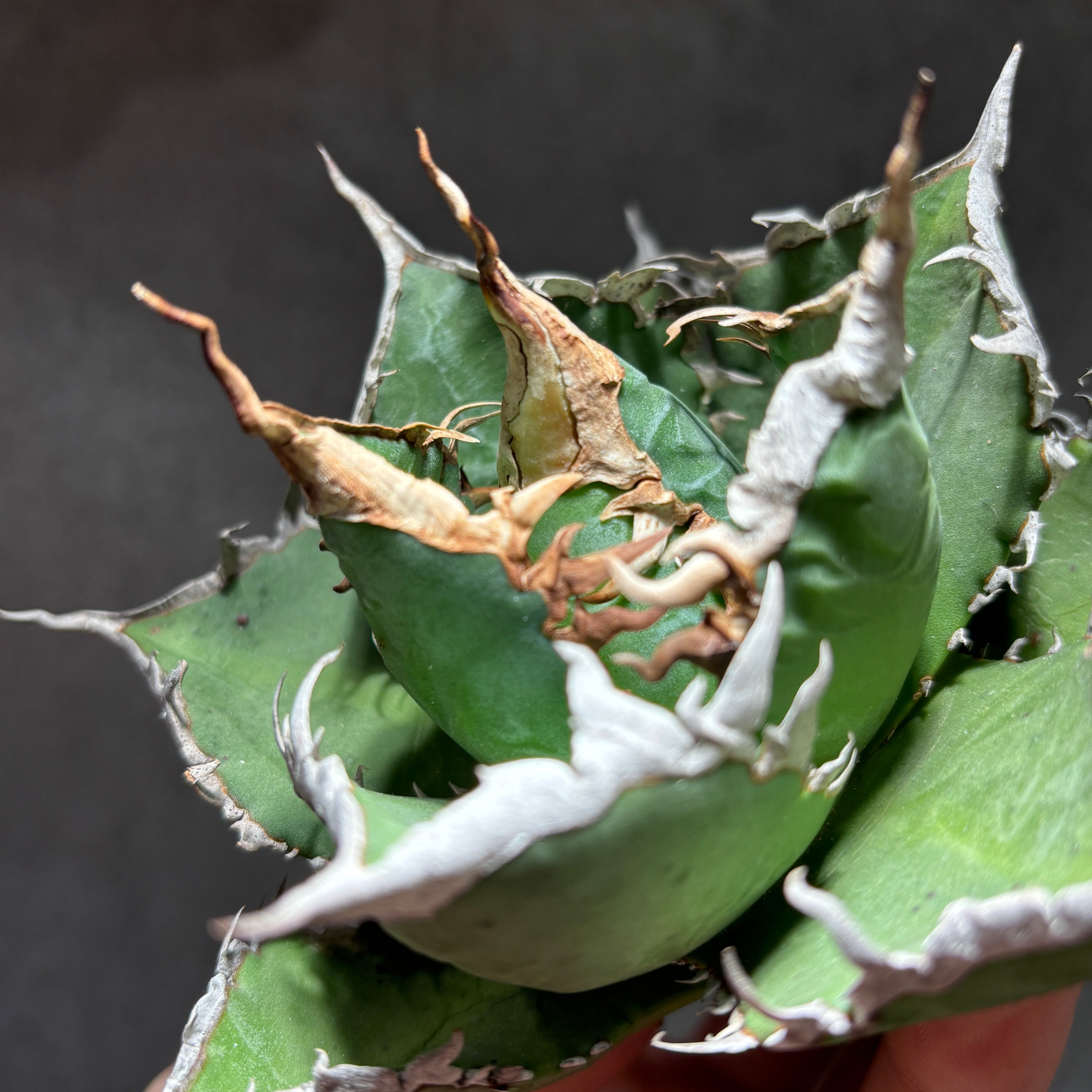 K68C185】【 海王 】※未発根株 | PLANET ROCK PLANTS