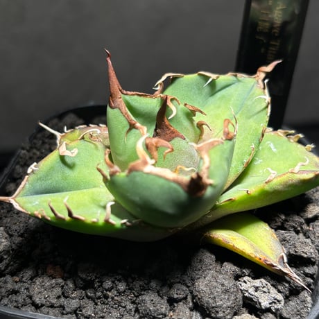 PLANET ROCK PLANTS