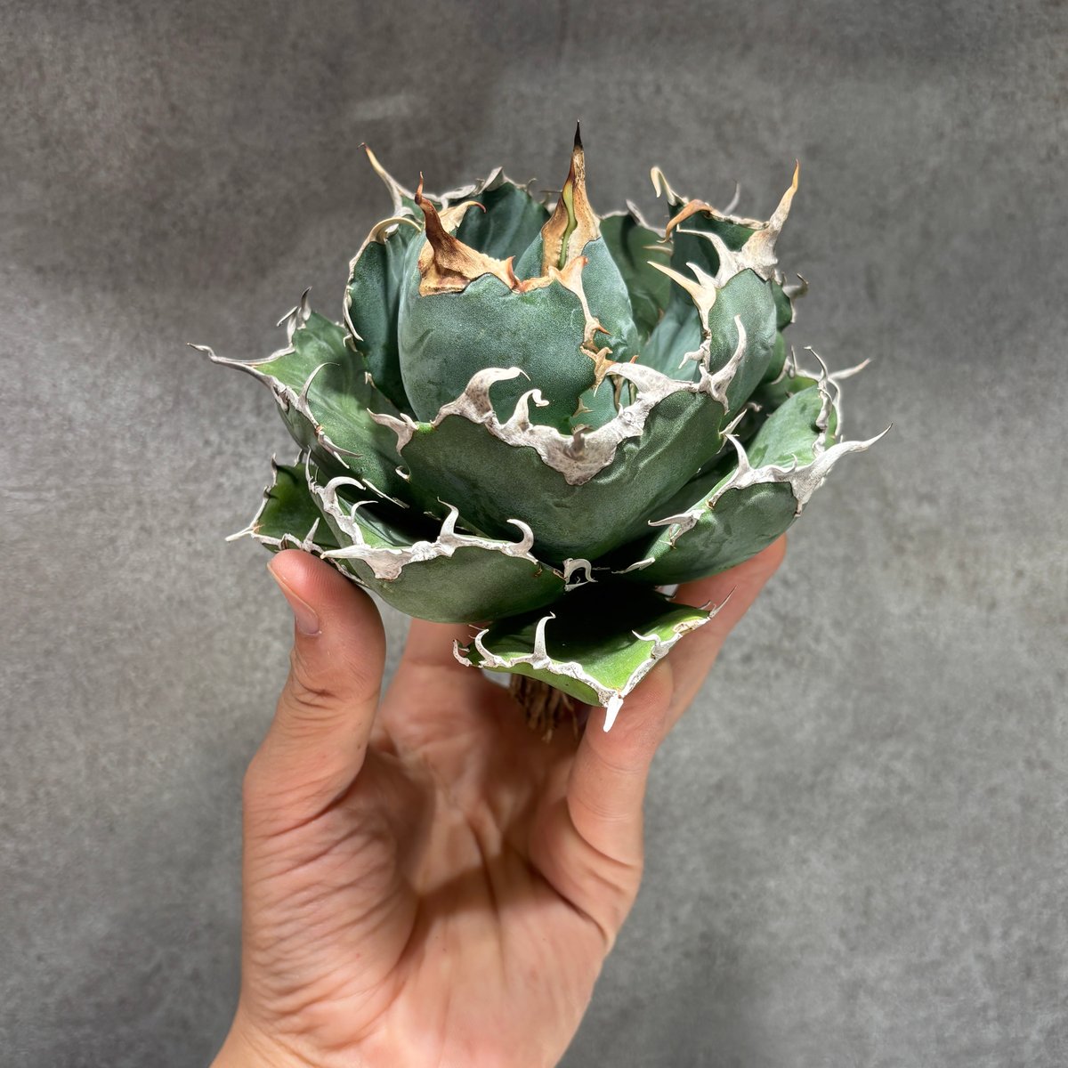 K68C030】【 白鯨 】※未発根株 | PLANET ROCK PLANTS
