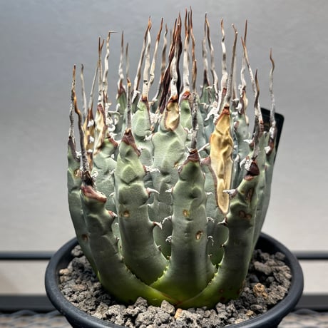 PLANET ROCK PLANTS