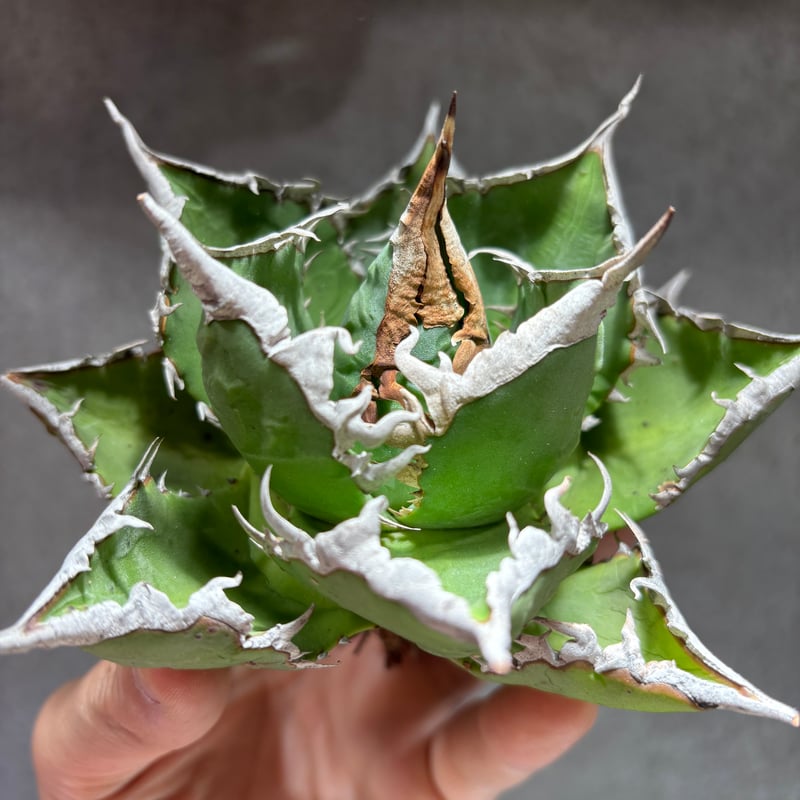 K68C184】【 海王 】※未発根株 | PLANET ROCK PLANTS