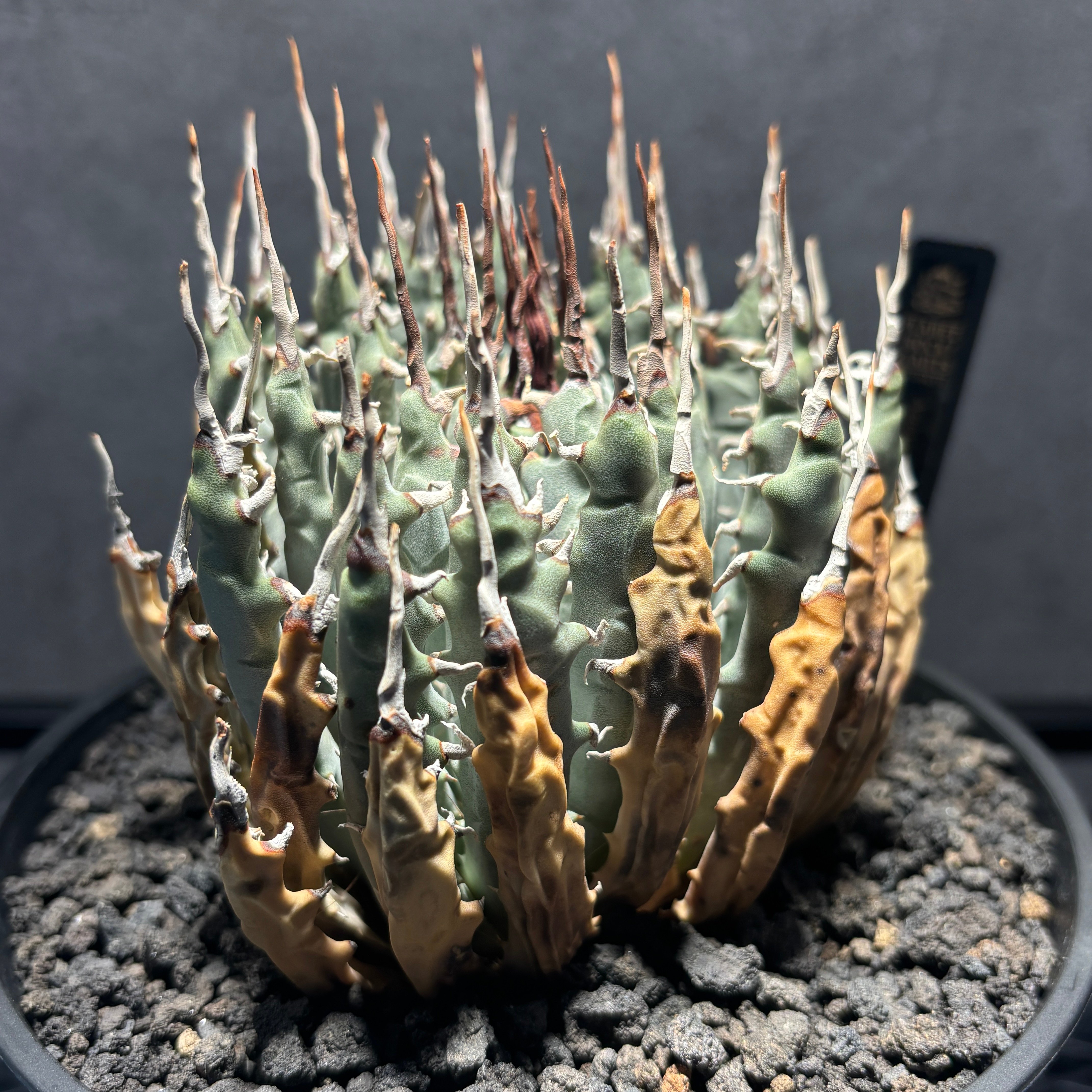 K66E37】【Utahensis var. Eborispina】※発根済み株 | PLA