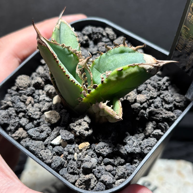 Agave Oaxaca Special 株】 発根済み 子株 K1816】【MS-NB】子株 ※未発