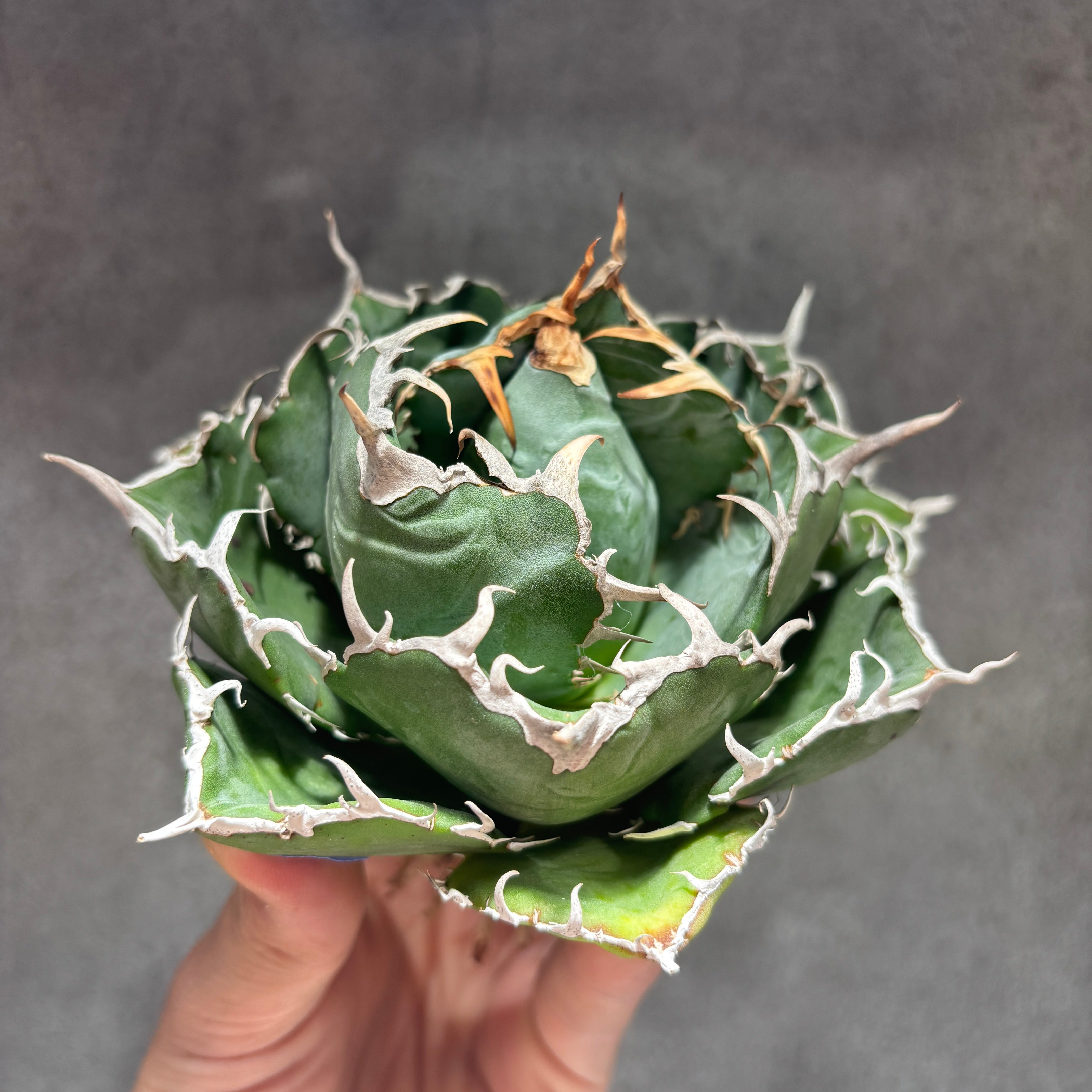 K68C031】【 白鯨 】※未発根株 | PLANET ROCK PLANTS