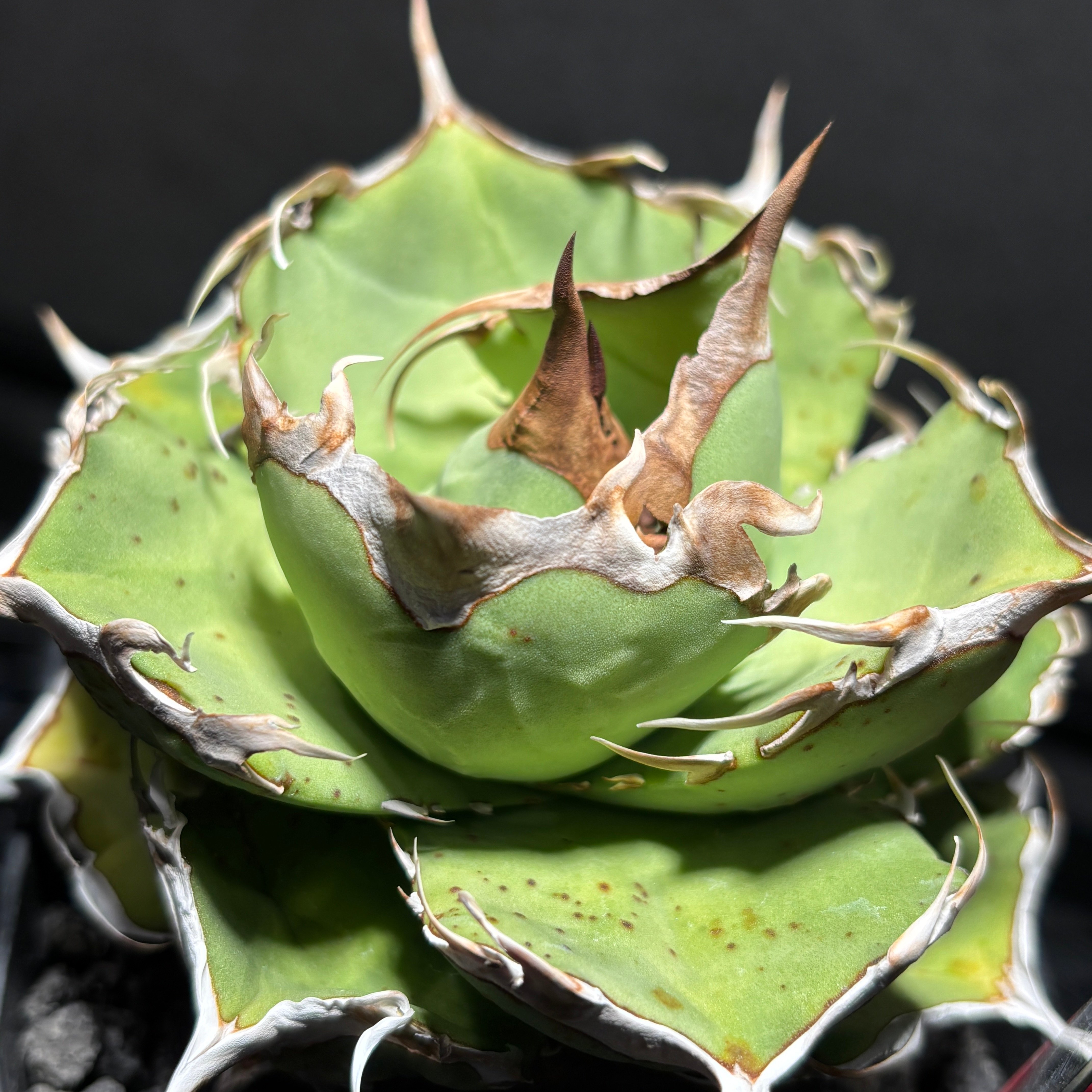 K2382】【 AXE 】子株 ※発根済み | PLANET ROCK PLANTS