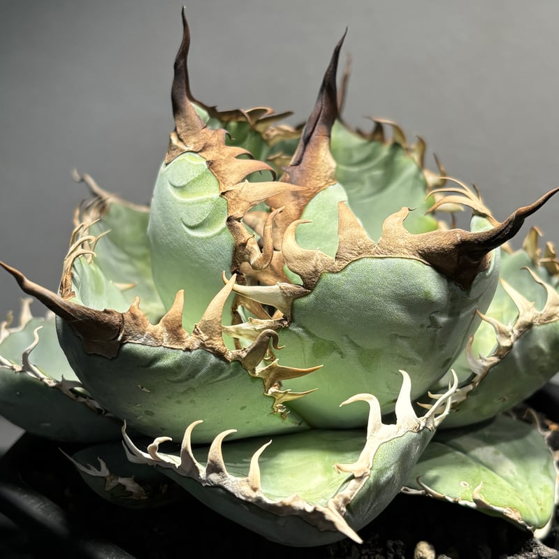 K69M009】【1981】子株 ※発根済み | PLANET ROCK PLANTS
