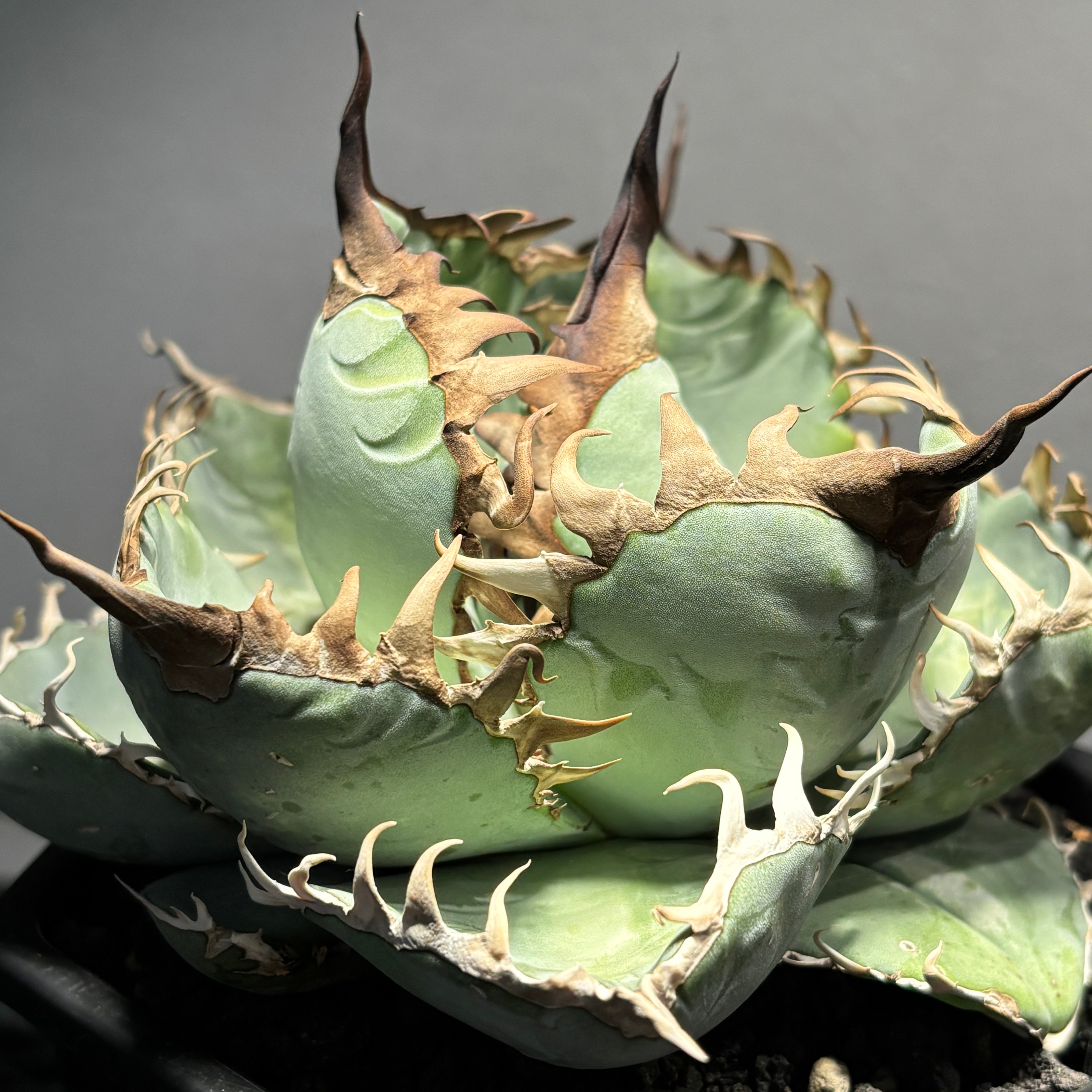 agave oteroi siciliana 発根済み　子株 K69M009】【1981】子株 ※発根済み | PLANET ROCK PLANTS