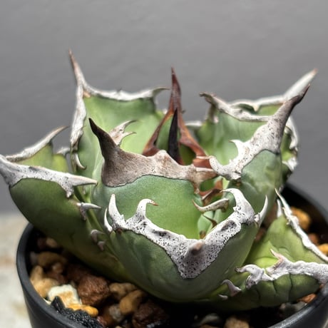 阿修羅A2/PLANET ROCK PLANTS sddefault.jpg