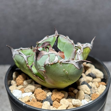 阿修羅A2/PLANET ROCK PLANTS 阿修羅A2/PLANET ROCK PLANTS sddefault.jpg