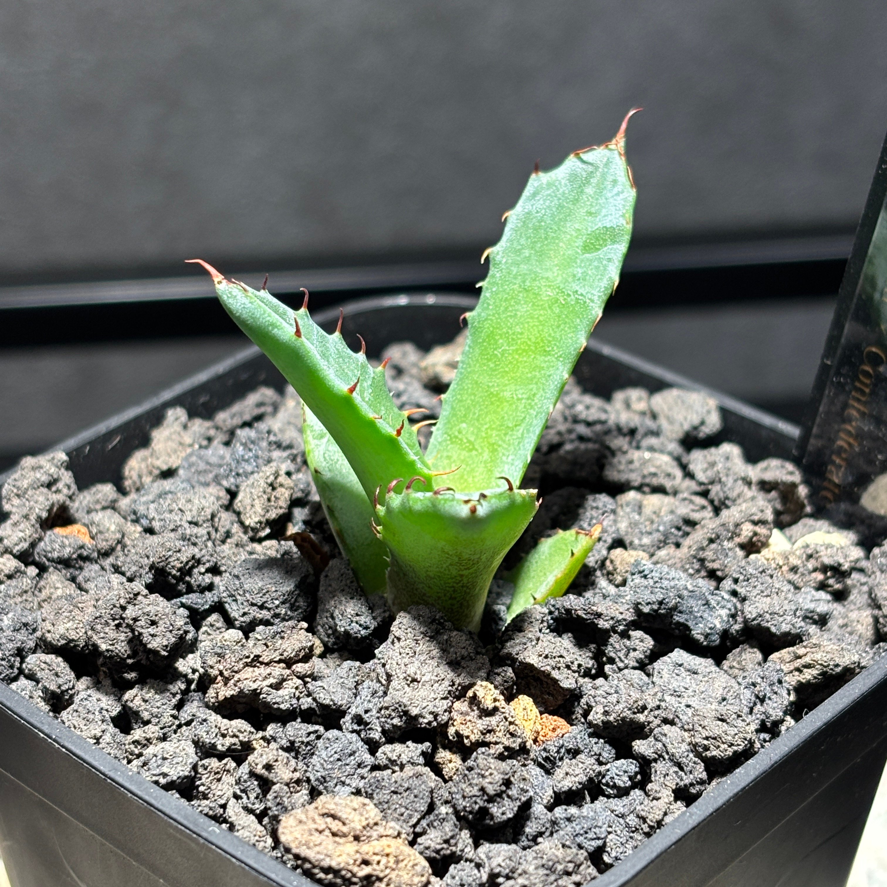 K2001】【 Titanota × Confederate rose 】子株 ※発根済み