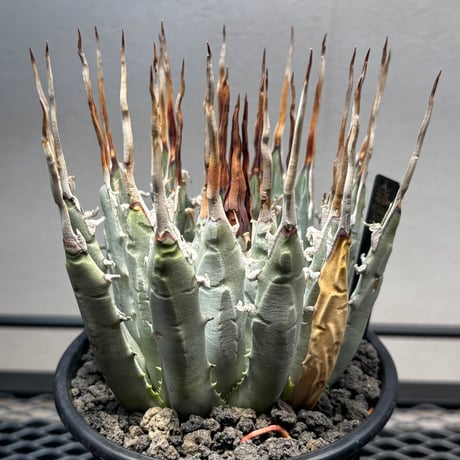 PLANET ROCK PLANTS