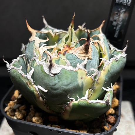 CATEGORY AGAVE | PLANET ROCK PLANTS