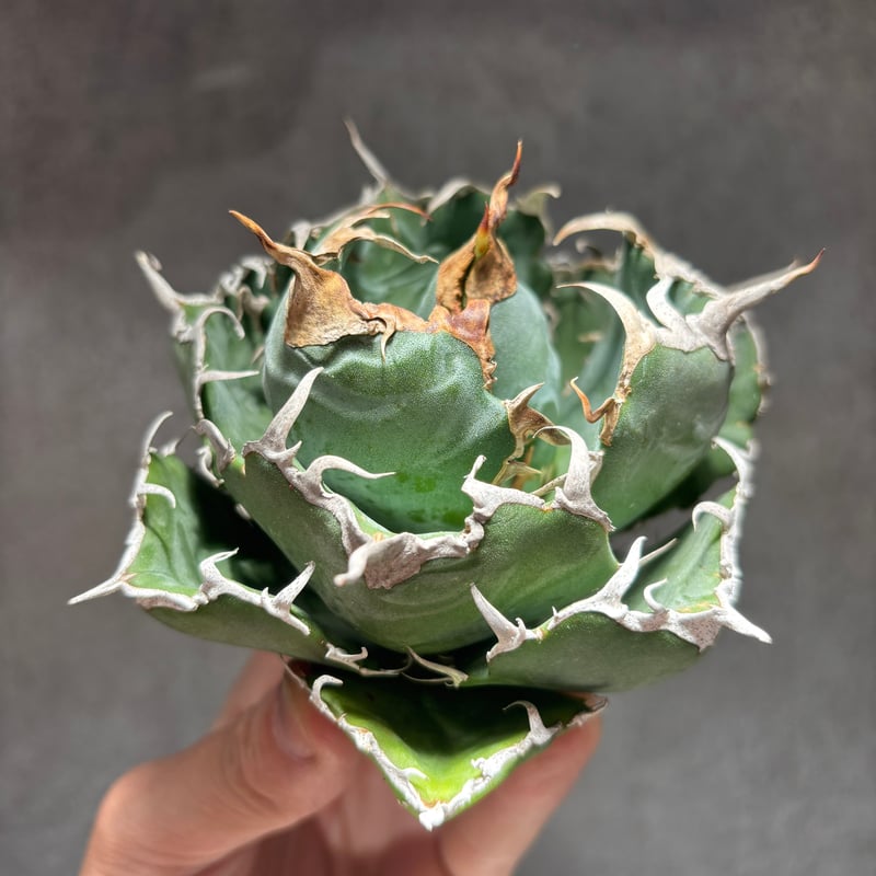 K68C032】【 白鯨 】※未発根株 | PLANET ROCK PLANTS