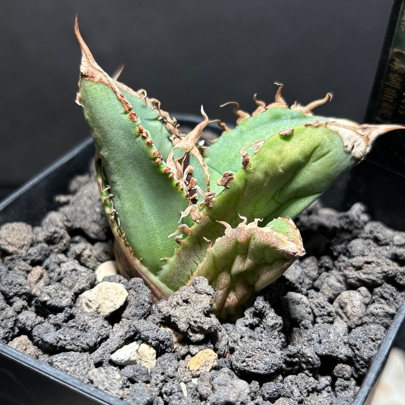 K1816】【MS-NB】子株 ※未発根株 | PLANET ROCK PLANTS