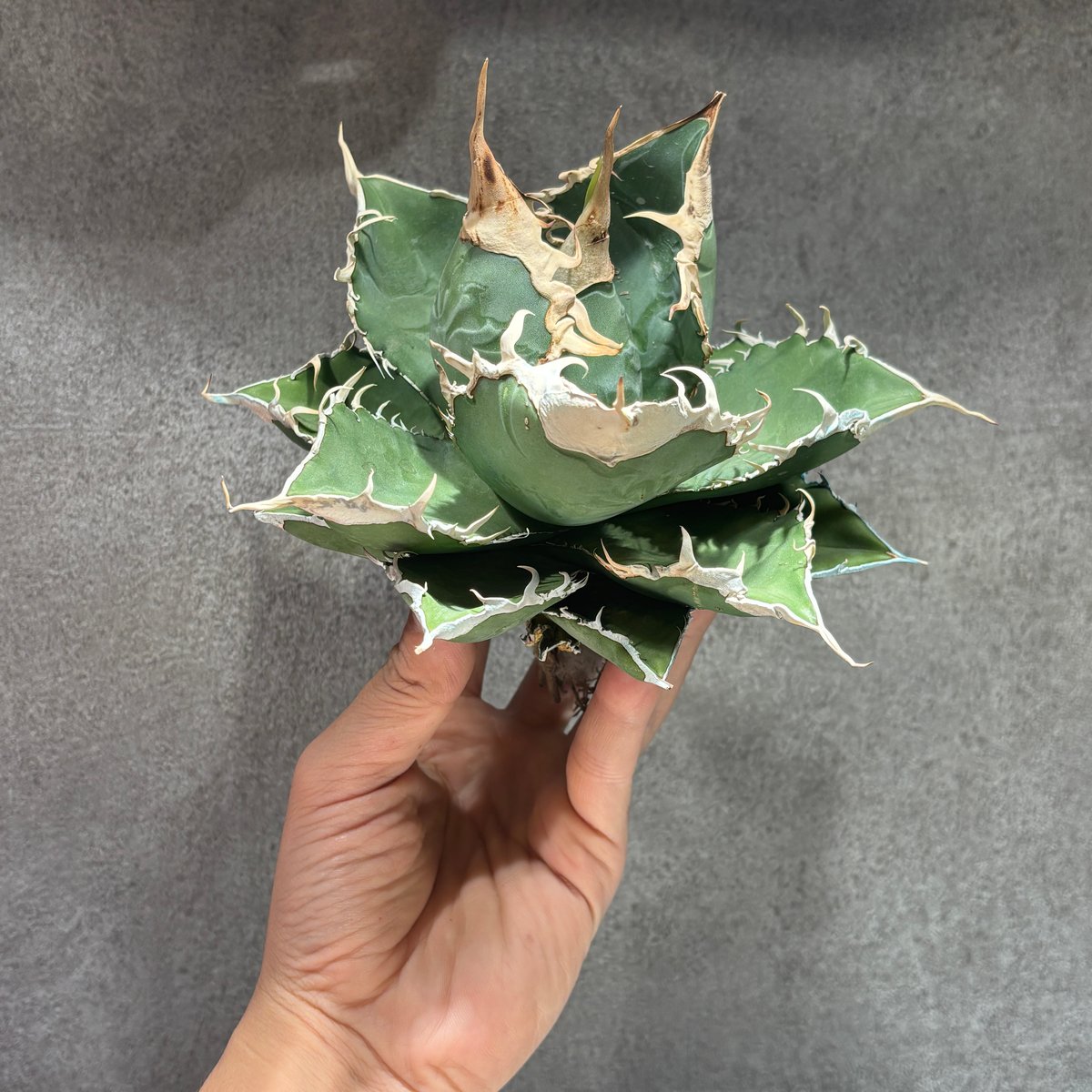 K68C320】【 緑幽霊 】 ※未発根株 | PLANET ROCK PLANTS