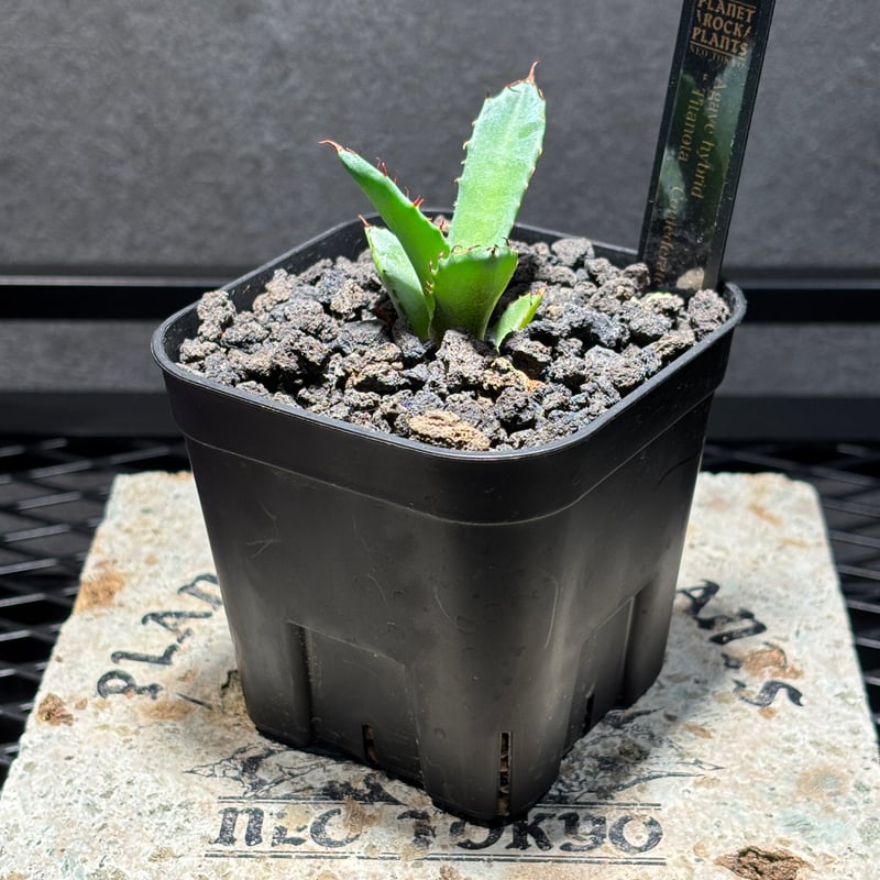 K2001】【 Titanota × Confederate rose 】子株 ※発根済み