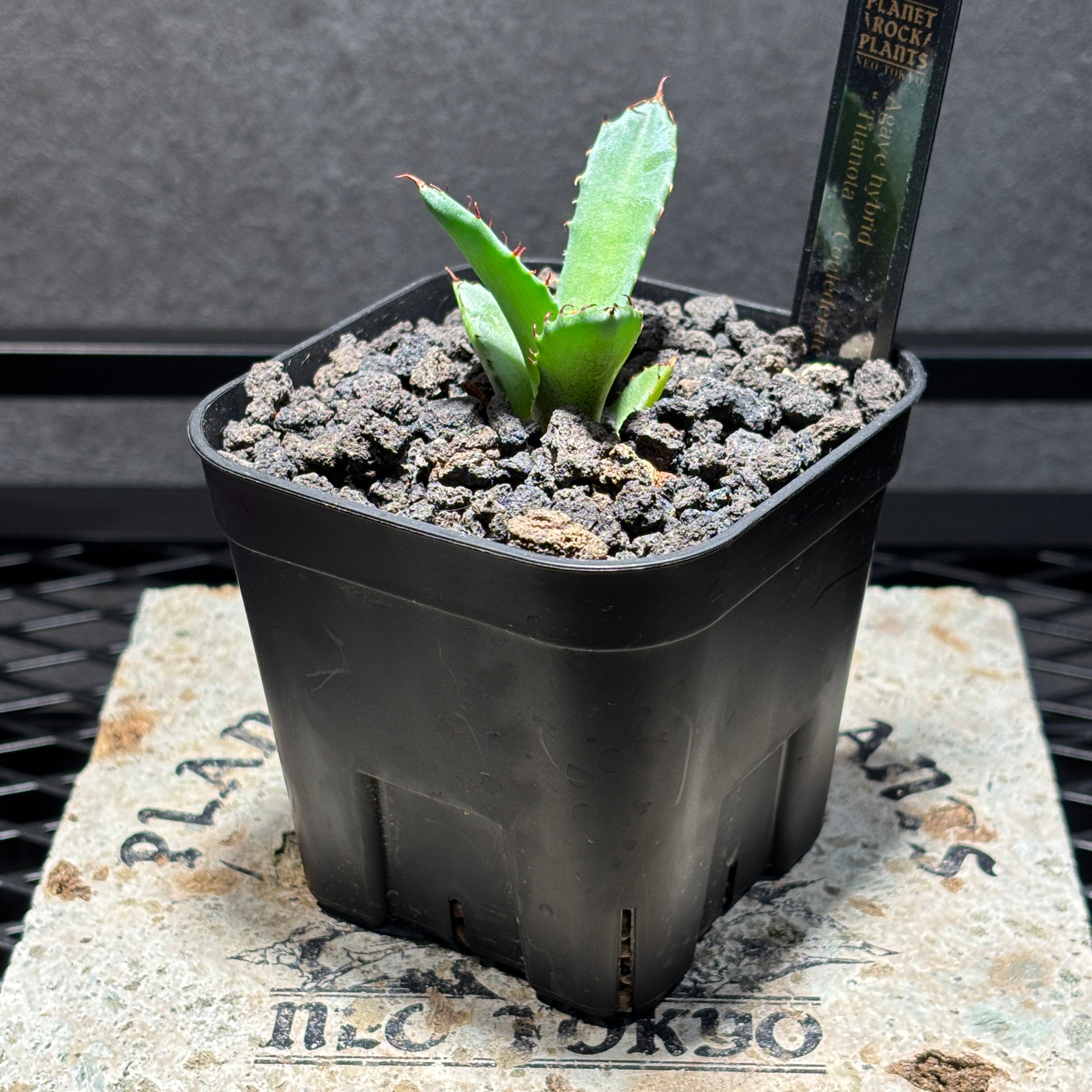K2001】【 Titanota × Confederate rose 】子株 ※発根済み