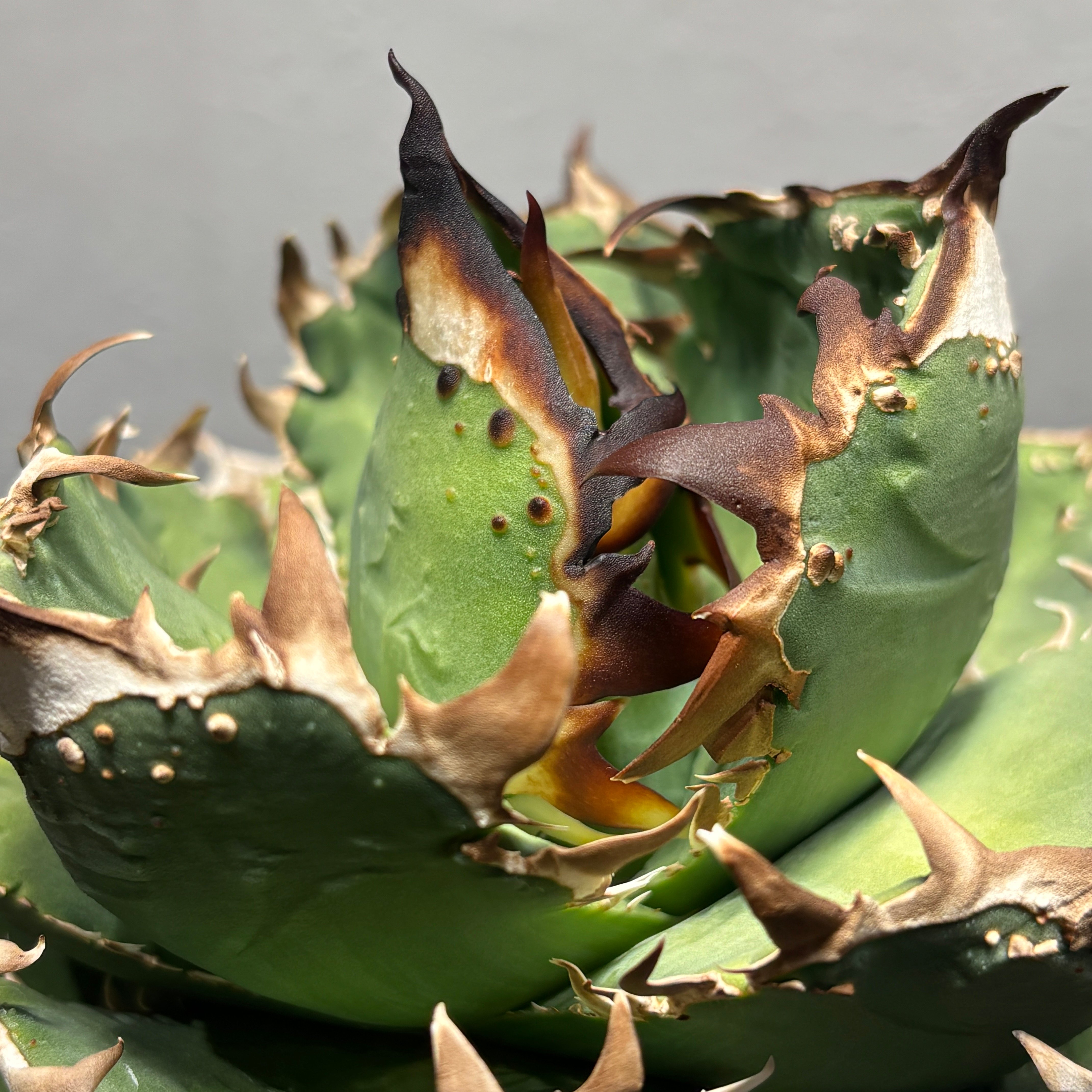 K1815】【MS-NB】子株 ※発根済み | PLANET ROCK PLANTS
