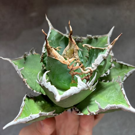 CATEGORY AGAVE | PLANET ROCK PLANTS