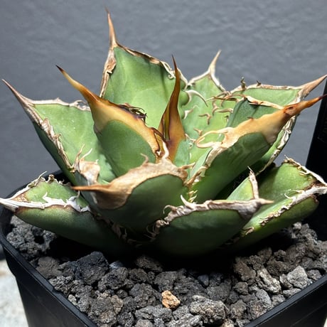 PLANET ROCK PLANTS