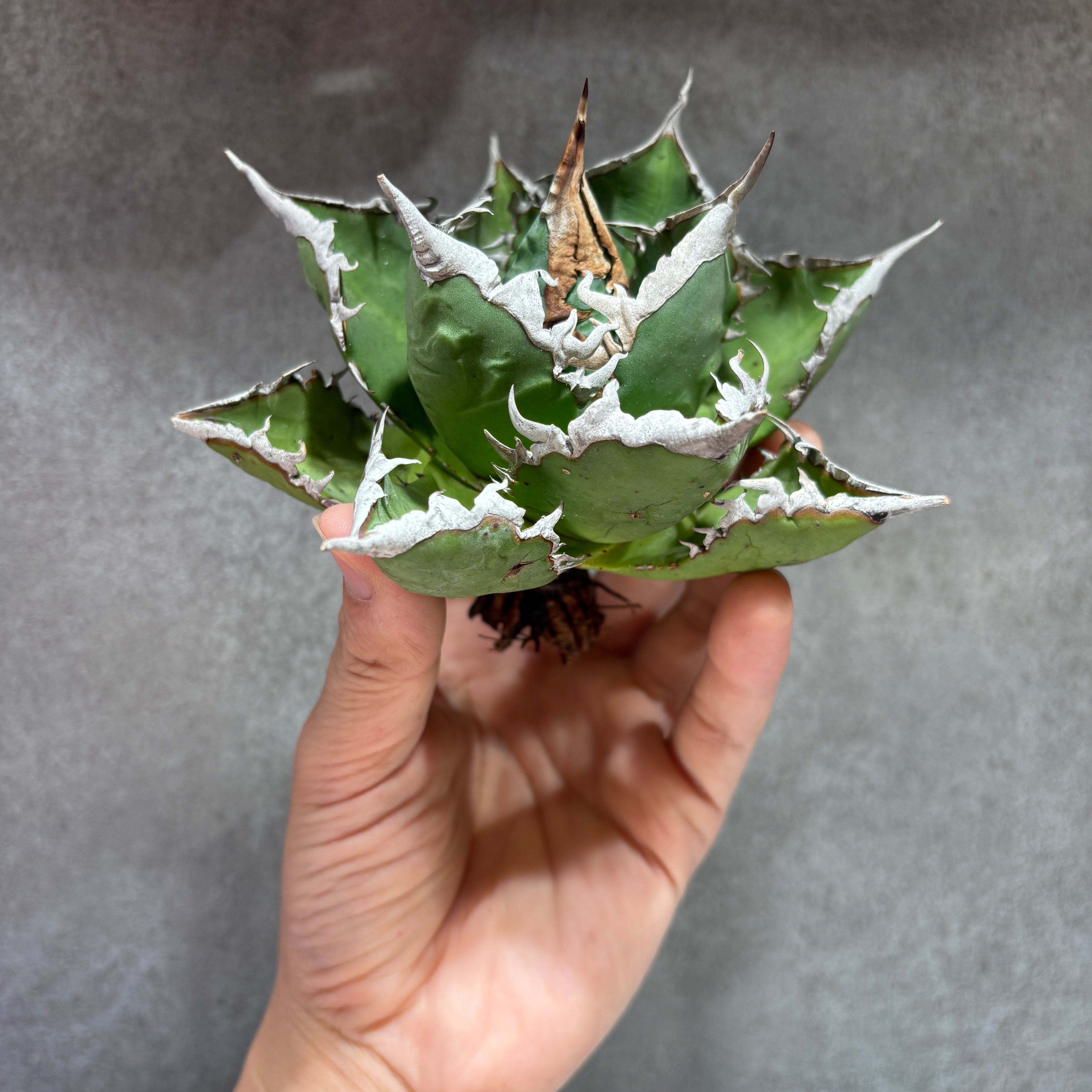 K68C184】【 海王 】※未発根株 | PLANET ROCK PLANTS