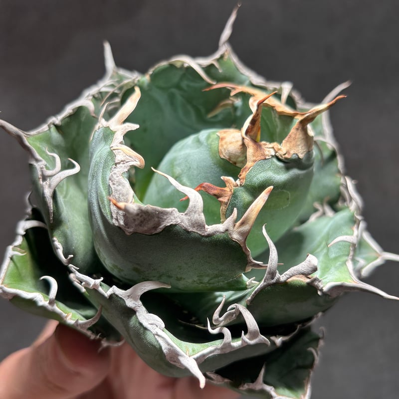 K68C029】【 白鯨 】※未発根株 | PLANET ROCK PLANTS