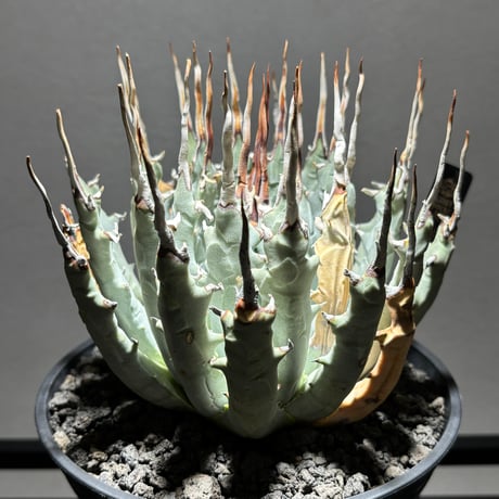 PLANET ROCK PLANTS