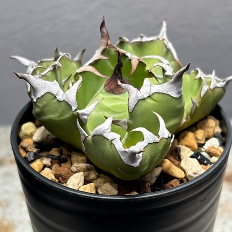 阿修羅A2/PLANET ROCK PLANTS 阿修羅A2/PLANET ROCK PLANTS sddefault.jpg