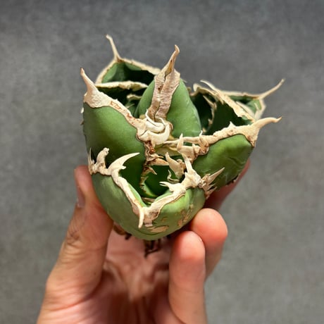 PLANET ROCK PLANTS
