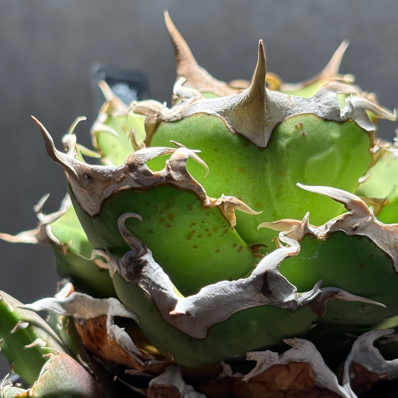 K2382】【 AXE 】子株 ※発根済み | PLANET ROCK PLANTS