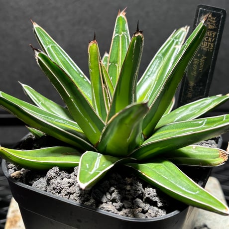 PLANET ROCK PLANTS