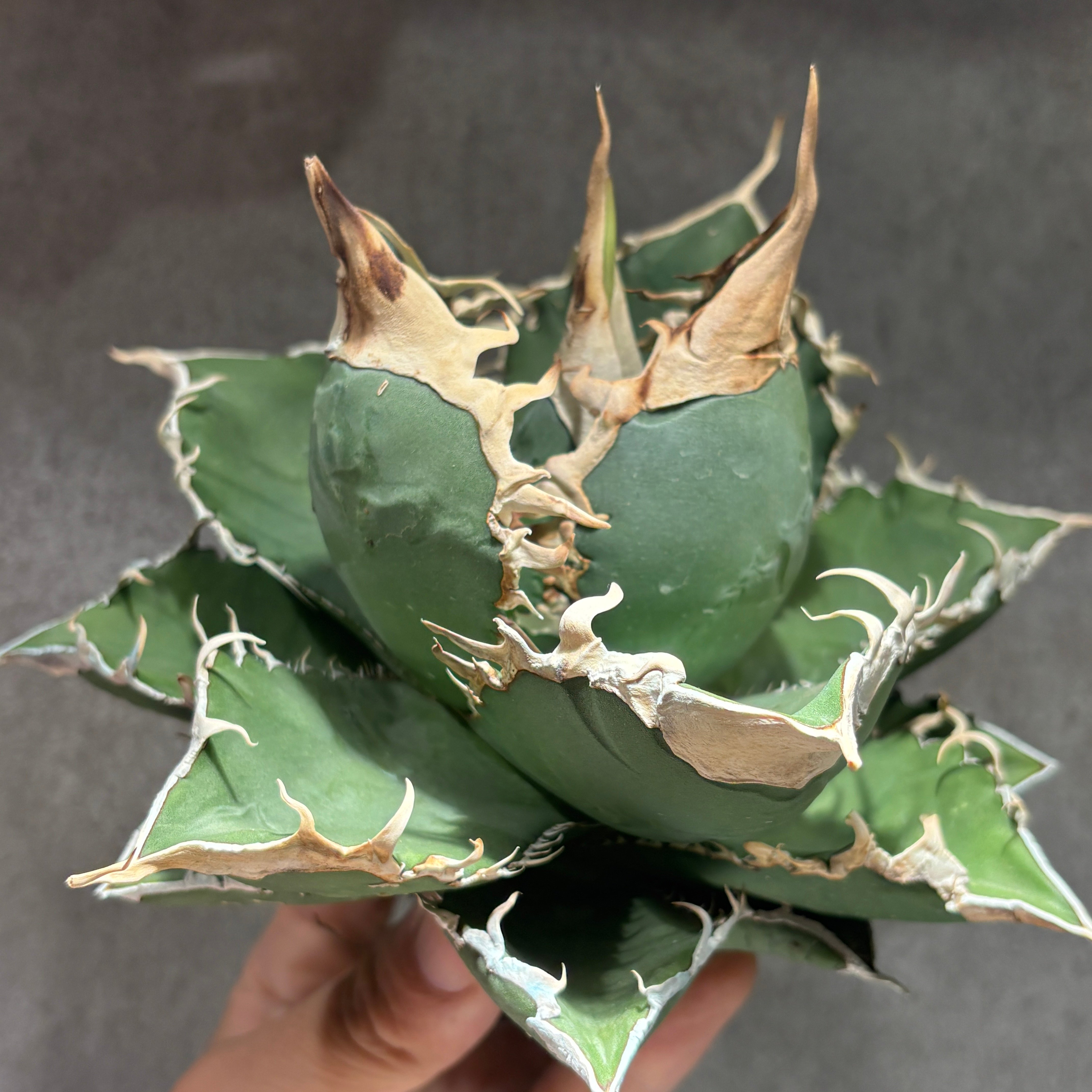 K68C320】【 緑幽霊 】 ※未発根株 | PLANET ROCK PLANTS