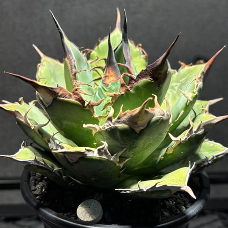 PLANET ROCK PLANTS