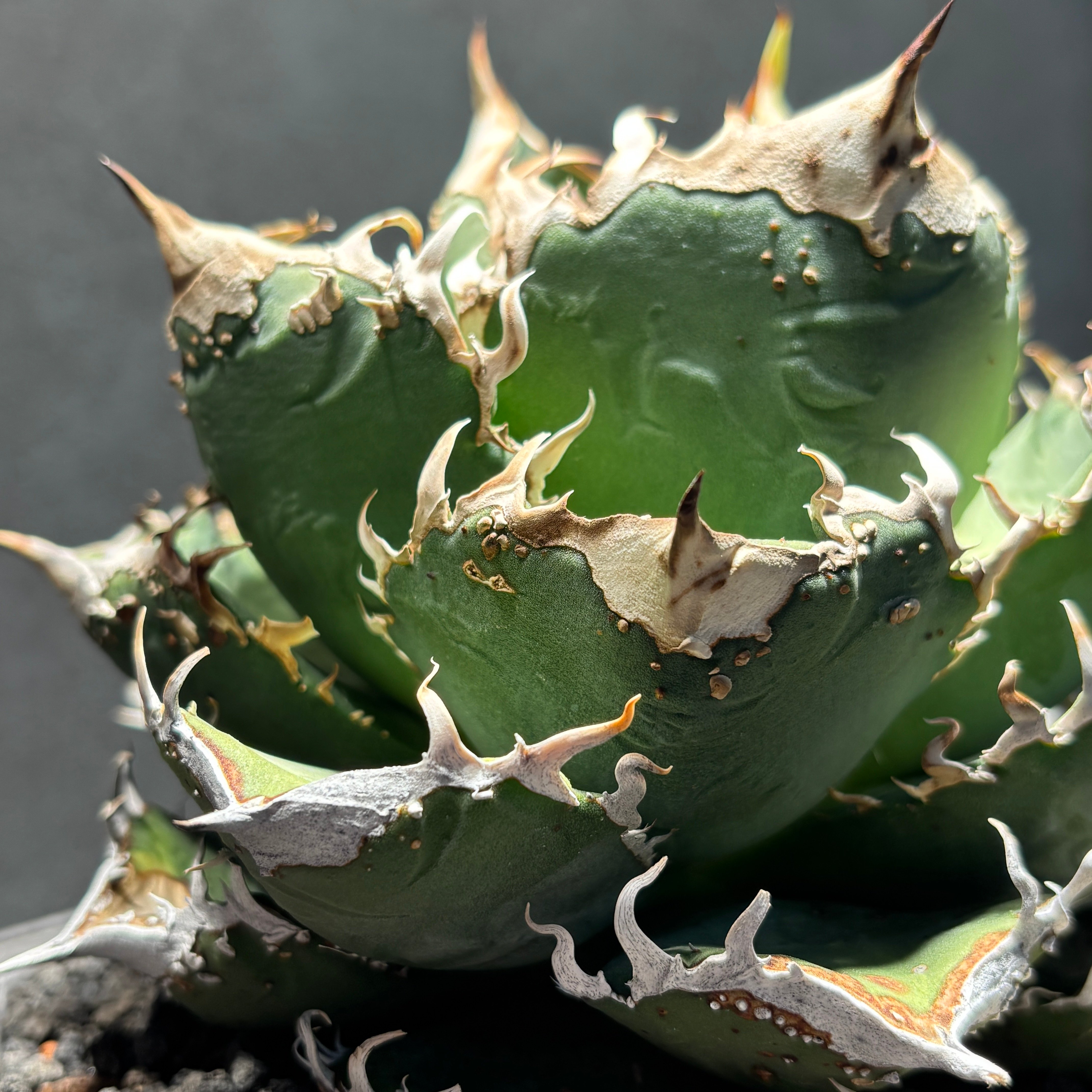 K1482】【MS-WV】子株 ※発根済み | PLANET ROCK PLANTS