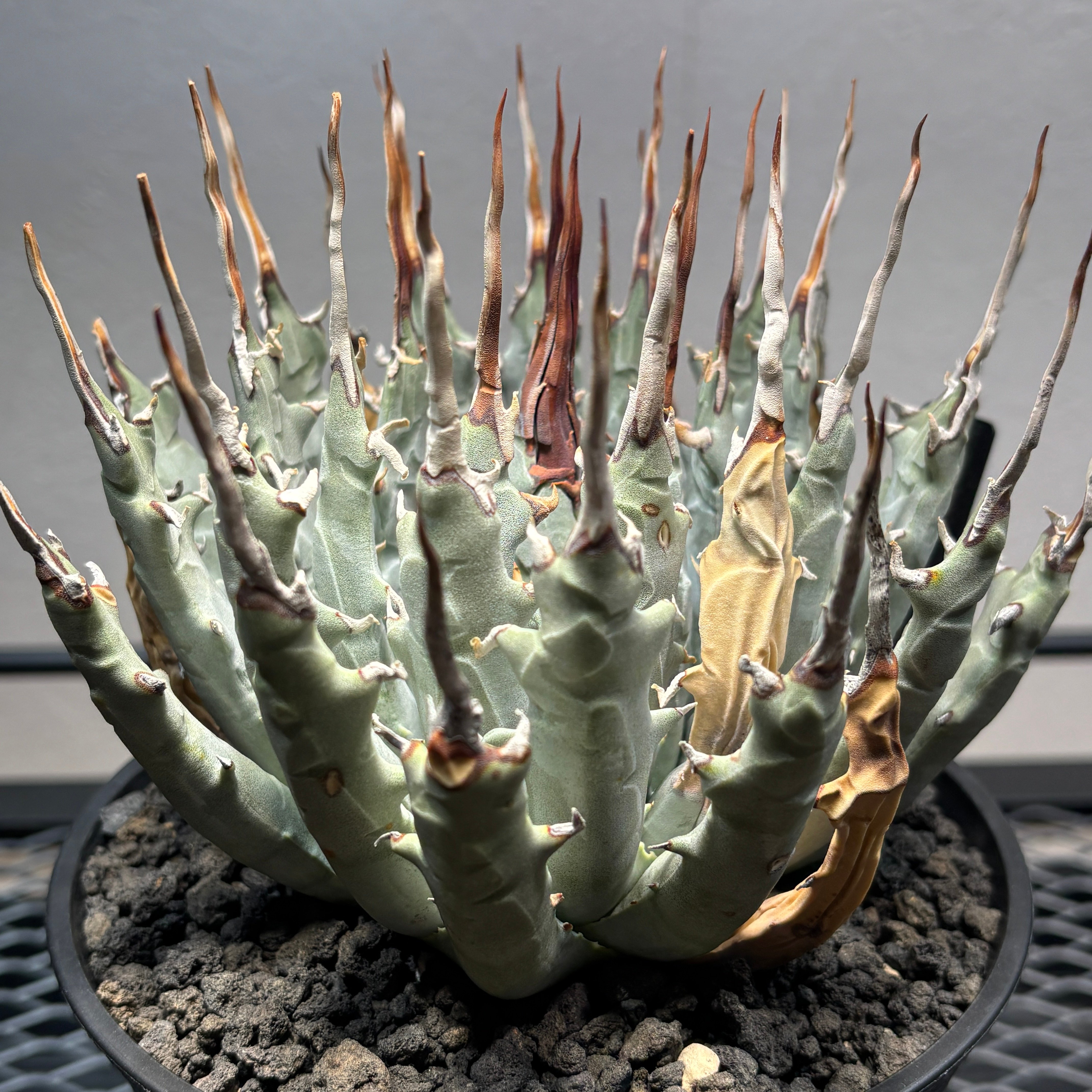 O66E95】【Utahensis var. Eborispina】※発根済み株 | PLA