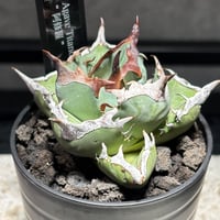K2001】【 Titanota × Confederate rose 】子株 ※発根済み