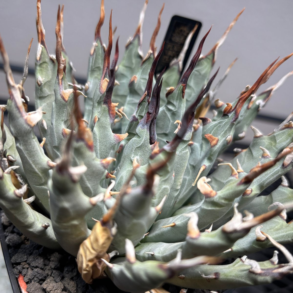 O66E55】【Utahensis var. Eborispina】※発根済み株 | PLA