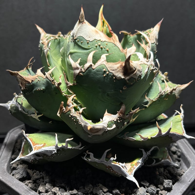 K1482】【MS-WV】子株 ※発根済み | PLANET ROCK PLANTS