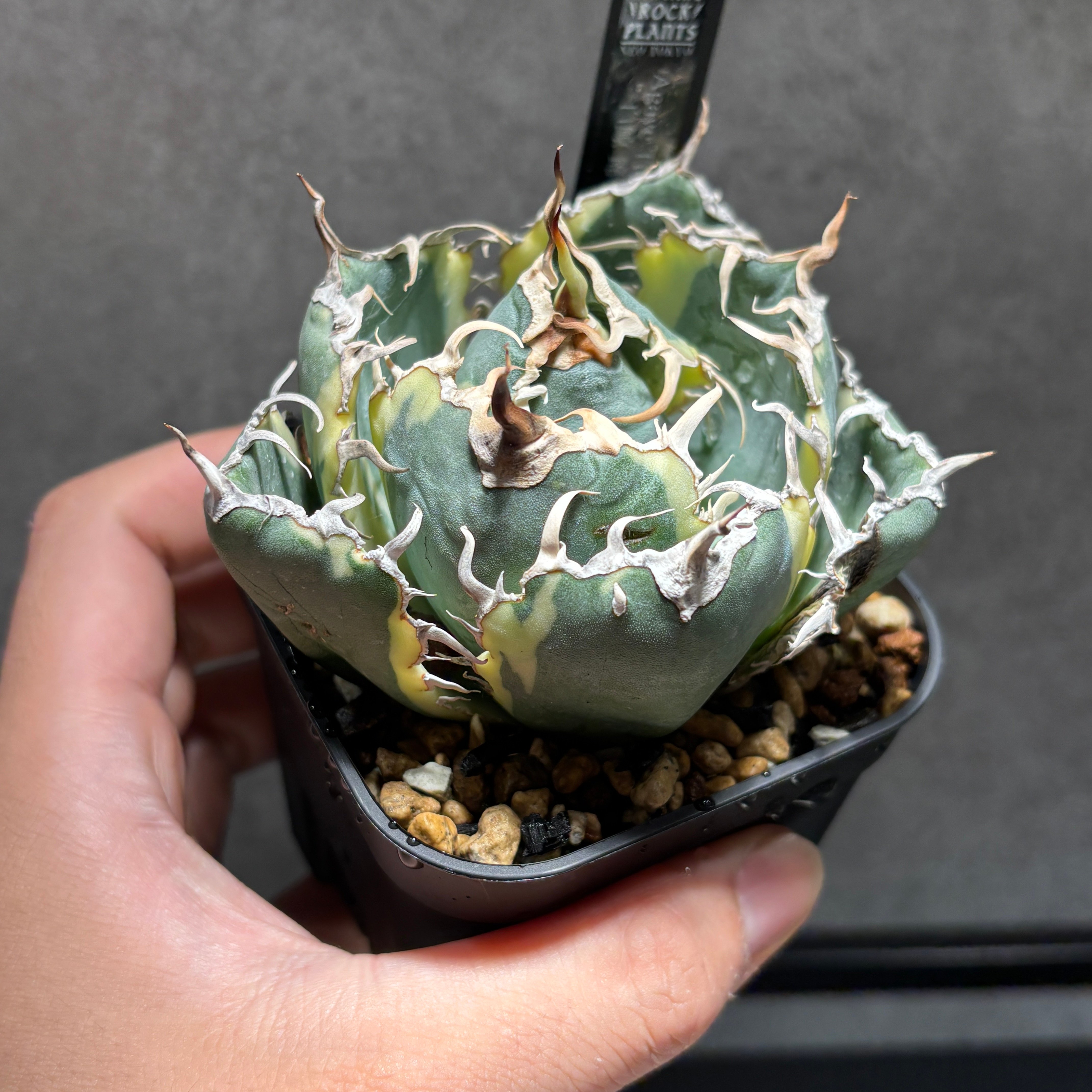 K68C287】【 白鯨錦 】※発根管理株 | PLANET ROCK PLANTS