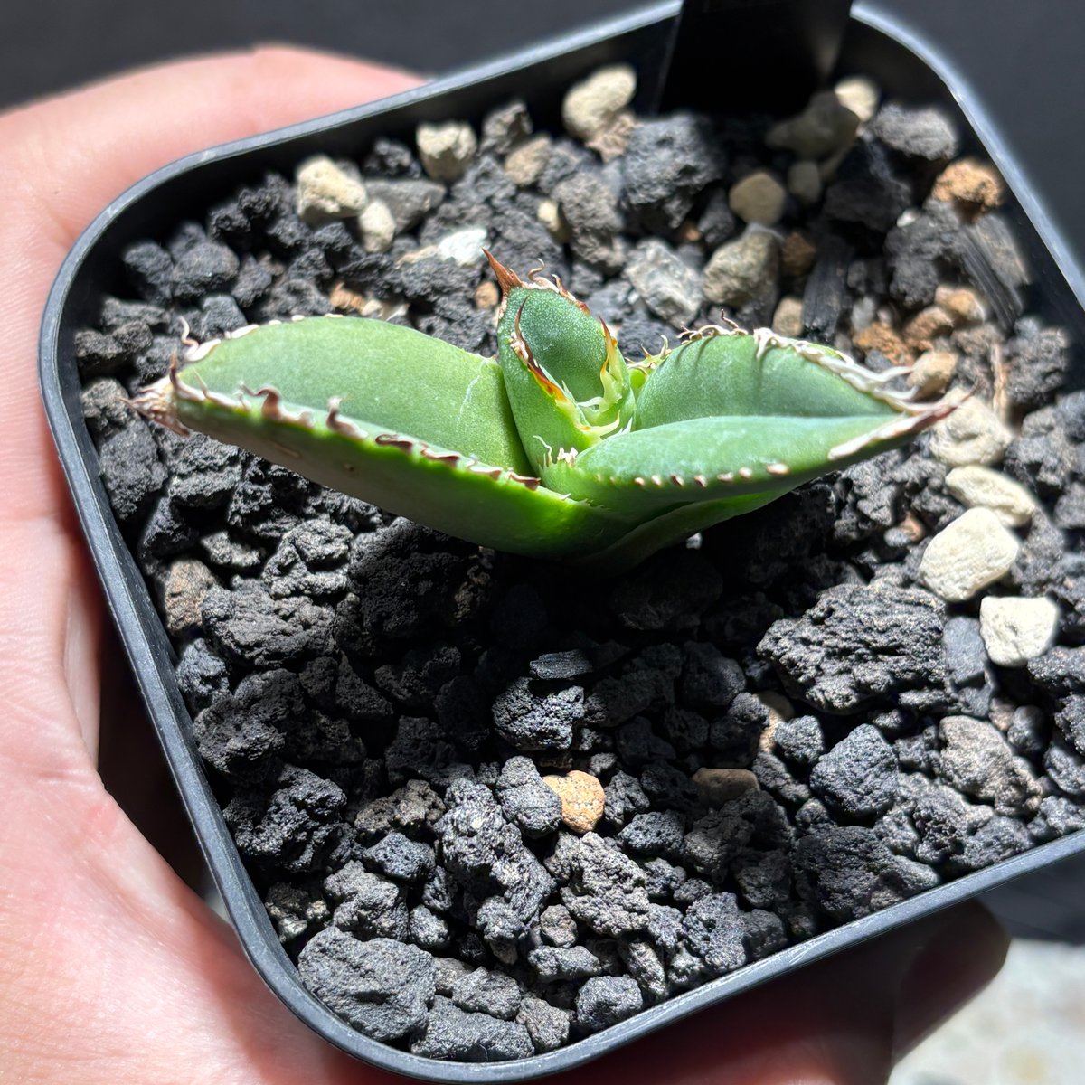 K1482】【MS-WV】子株 ※発根済み | PLANET ROCK PLANTS