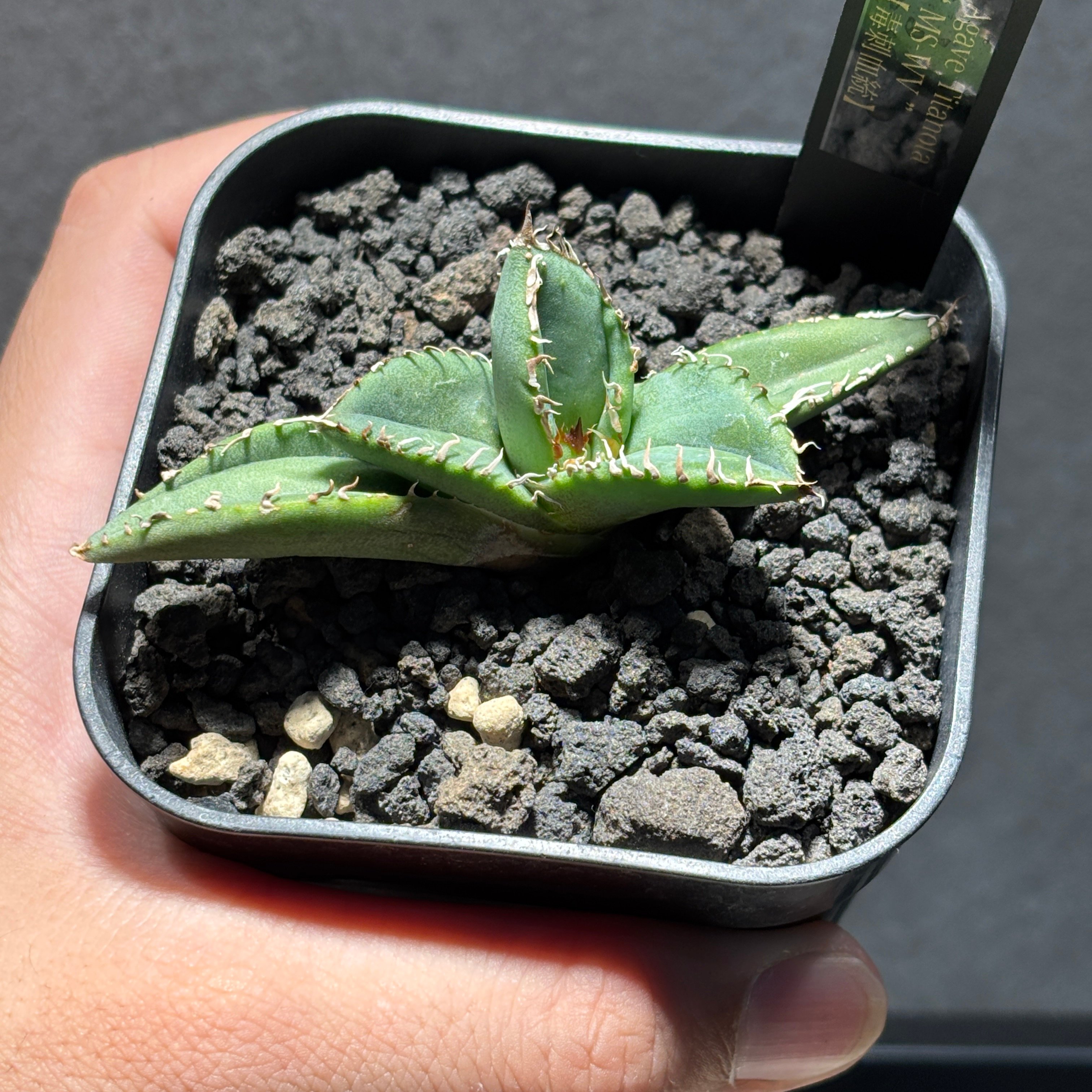 K1526】【MS-WV】子株 ※発根済み | PLANET ROCK PLANTS